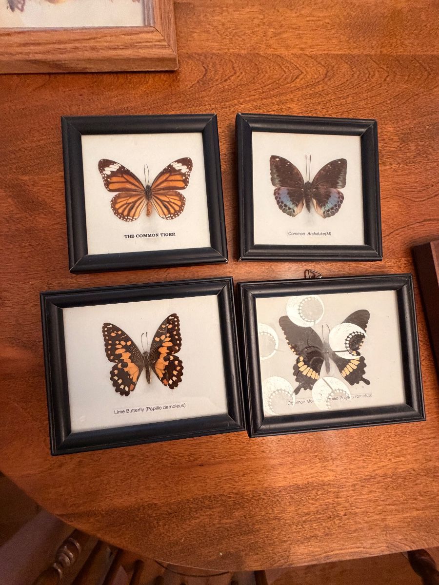 Four framed butterfly specimen displays in black frames, each labeled with the butterfly species, on a wood table